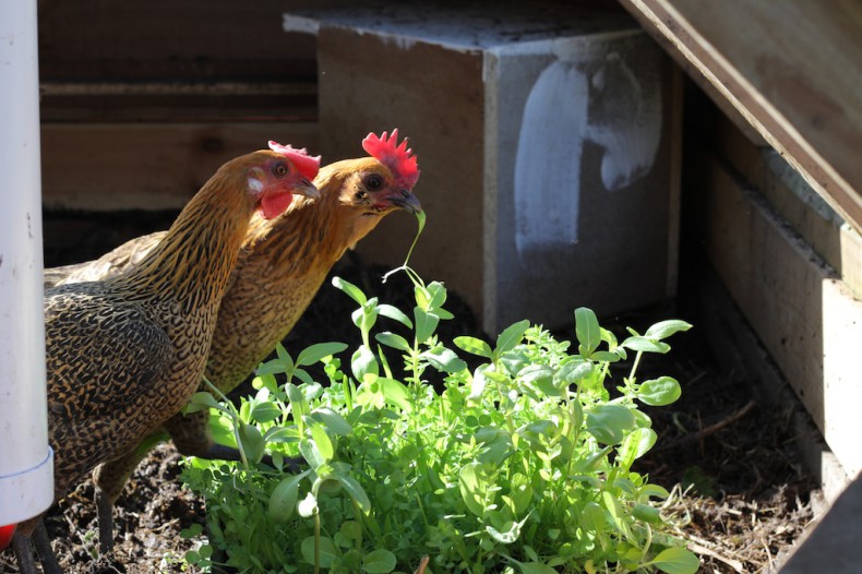 Chooks feeding