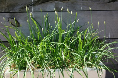 White flowered garlic chives