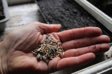 Microgreen seed