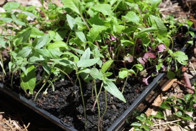 Microgreens for chooks