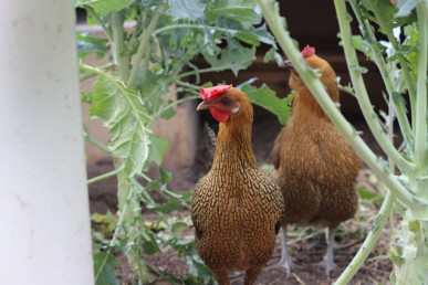 Chooks feeding on old broccoli plants