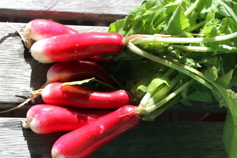 Bright red crunchy radishes