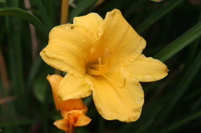 Bright yellow day lily flower