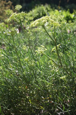 Samphire