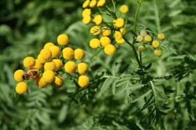 Tansy