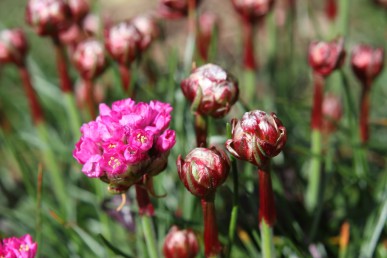 Dark pink flower