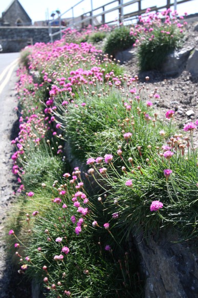 Wild pink thrift