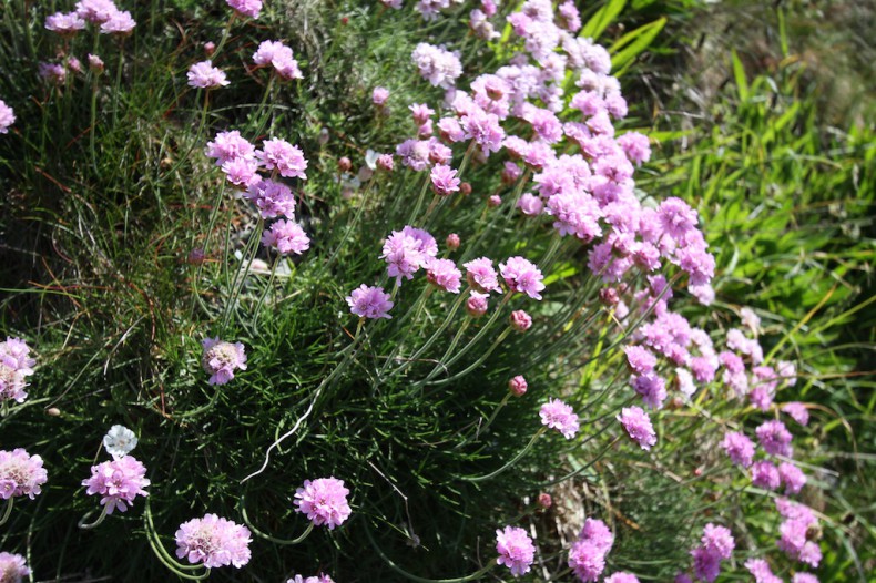 Pink flower of thrift