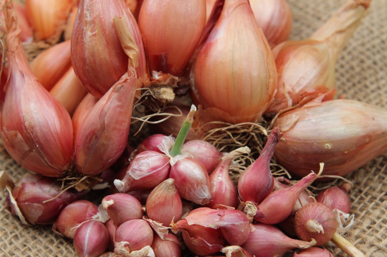 Tree onions are one of the easiest onions to grow