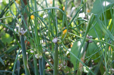 Sprouting bulbils