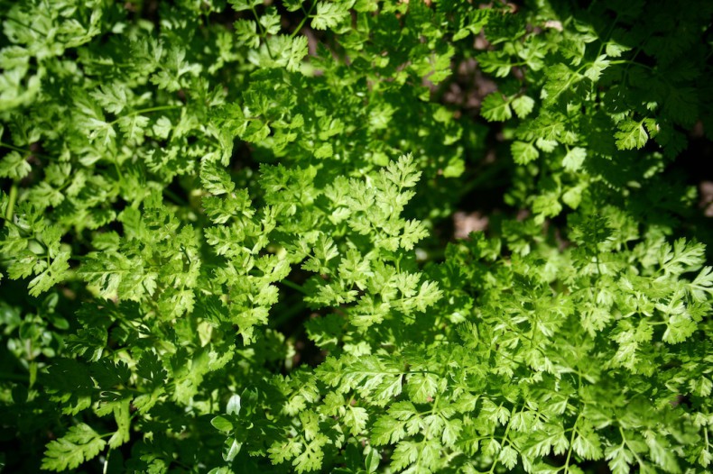 Bright green chervil leaves