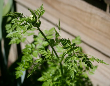 Chervil flower