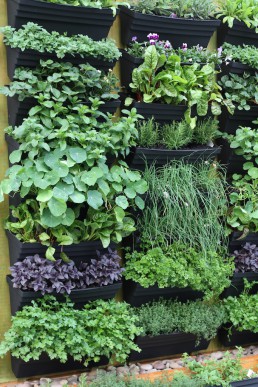 Herbs in a vertical garden