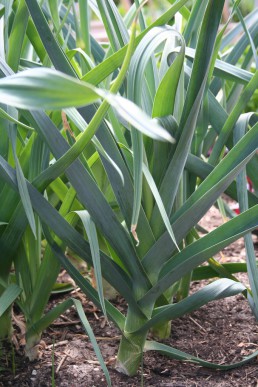 Leek cultivar