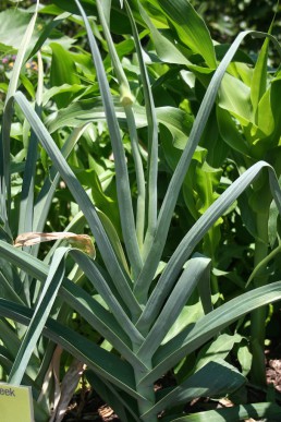 leek cultivar