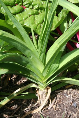 Leek cultivar