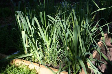 Perennial leeks