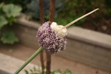 Leek flower