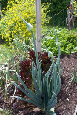 Leek cultivar