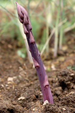 Asparagus growing
