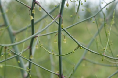 Asparagus flowers 