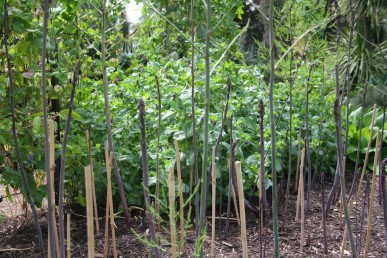 Asparagus spears