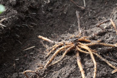 Planting asparagus