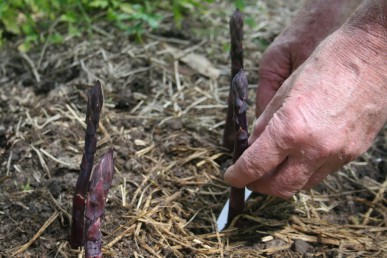 harvesting asparagus