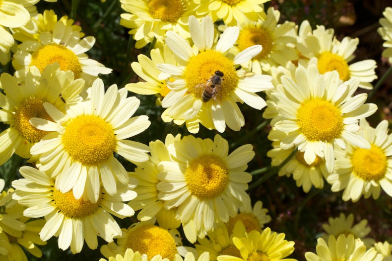 Butter yellow flowers