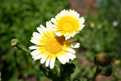 Shungiku flowers