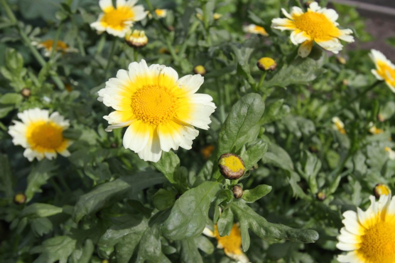 Edible flowers and leaves