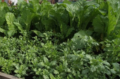 Shungiku in front of mustard greens