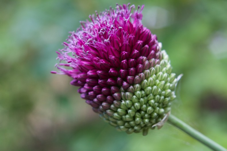 Drumstick allium