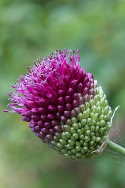 drumstick allium