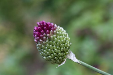 Drumstick allium