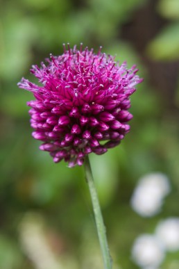 Drumstick flower