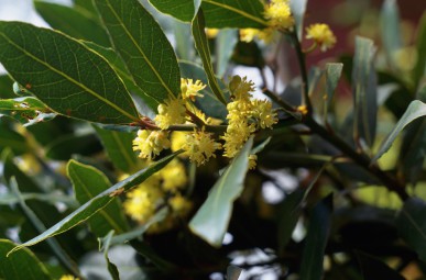 Bay trees protect your garden from being struck by lightening