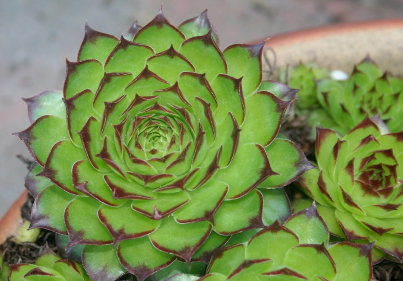 Houseleeks grown on the roof ensure you will never be short of money.