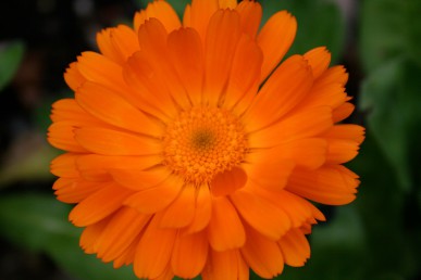 Marigold flowers rubbed on a sting reduce pain and inflammation.