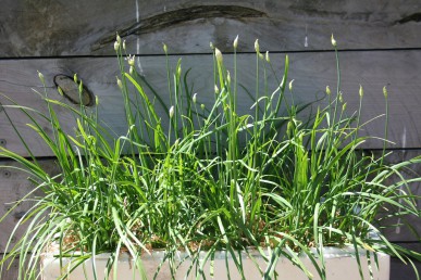 The flowers and leaves of garlic chives can be eaten.