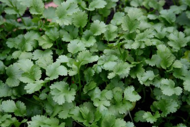 Coriander leaves