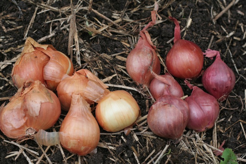 Golden and red shallot bulbs can be planted now.