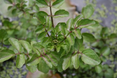 Watercress has mustardy flavoured leaves.