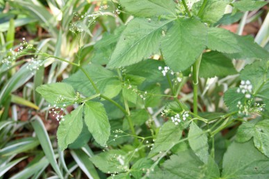 Mitsuba tastes like a cross between parsley and angelica