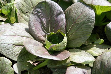 Red pak choy