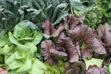 Pak choy with Tuscan kale and red mustard.