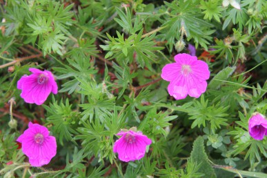 Cranesbill flowers