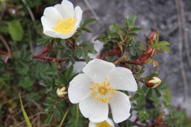 Wild rose