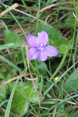 Wild violet