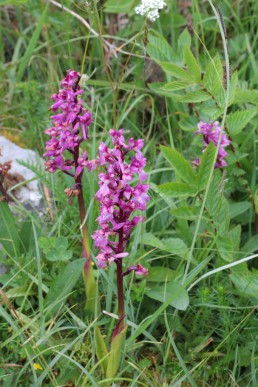 Purple orchid